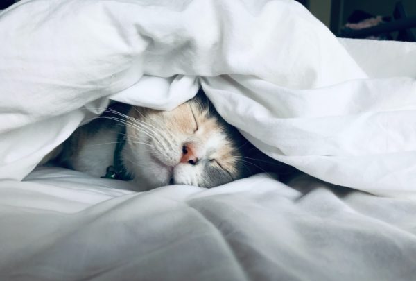 布団の間で眠る猫